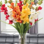 Gladiolos en Estructura Vertical